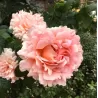 Rosa POLKA®