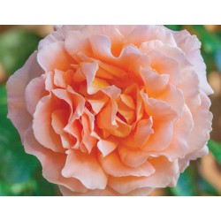 Rožė - Rosa POLKA ®
