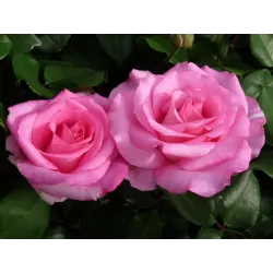 Rožių krūmai internetu su pristatymu į namus