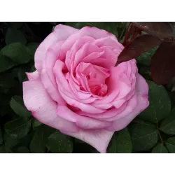 Rožė - Rosa BEVERLY ®