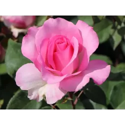 Rožė - Rosa BEVERLY ®