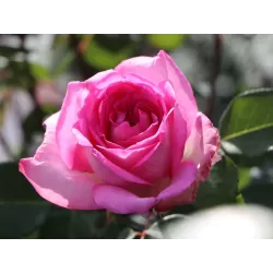 Rožė - Rosa BEVERLY ®