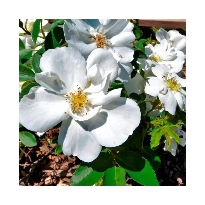 Rosa MORDEN SNOWBEAUTY ®