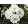 Rožė - Rosa MORDEN SNOWBEAUTY
