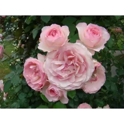 Rožė - Rosa MINI EDEN ROSE ®