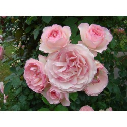 Rožė - Rosa MINI EDEN ROSE®