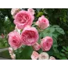Rosa MINI EDEN ROSE®