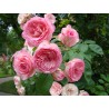 Rožė - Rosa MINI EDEN ROSE®