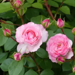 Rosa MINI EDEN ROSE®