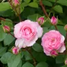 Rosa MINI EDEN ROSE®