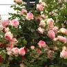 Rosa MINI EDEN ROSE®