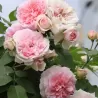 Rožė - Rosa MARIE VICTORIN