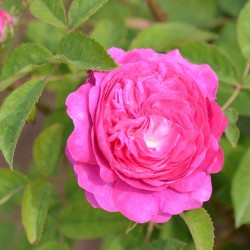 Centifolia - Rosa DES PEINTRES
