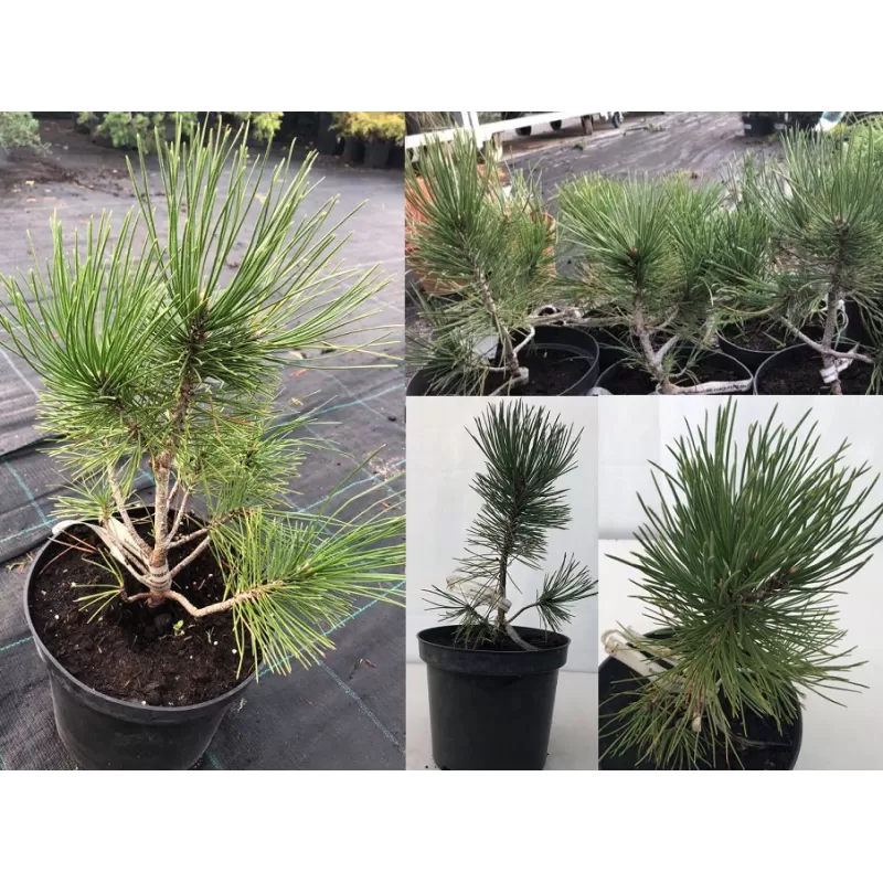 Baltažievė pušis - Pinus leucodermis (syn. Pinus heldreichii) 13Ø 30cm