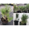 copy of Baltažievė pušis - Pinus leucodermis (syn. Pinus heldreichii) P17C3 30-40CM (gyva foto 2020-10-02)