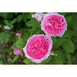 Rosa COMTE DE CHAMBORD