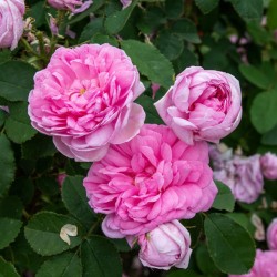 Rožė - Rosa COMTE DE CHAMBORD ®