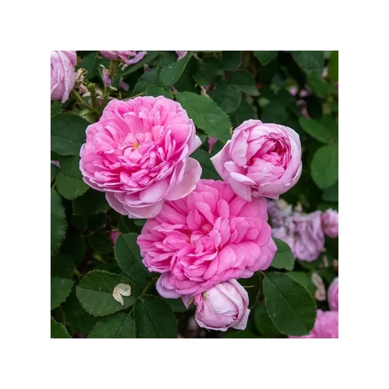 Rosa COMTE DE CHAMBORD