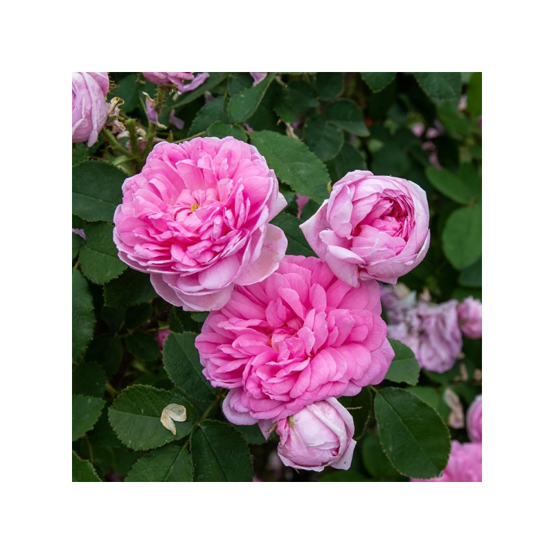 Rožė - Rosa COMTE DE CHAMBORD ®