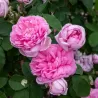 Rosa COMTE DE CHAMBORD
