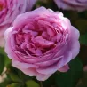 Rosa COMTE DE CHAMBORD