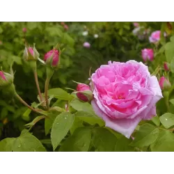 Rosa COMTE DE CHAMBORD