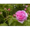 Rosa COMTE DE CHAMBORD