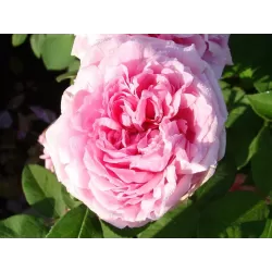 Rosa COMTE DE CHAMBORD