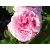 Rosa COMTE DE CHAMBORD
