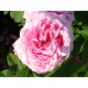 Rožė - Rosa COMTE DE CHAMBORD®