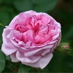 Rosa COMTE DE CHAMBORD