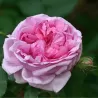 Rosa COMTE DE CHAMBORD