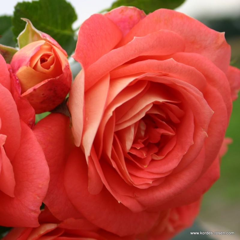 Rožė - Rosa SOMMERSONNE® (Korfocgri) Kordes® skiepyta C4