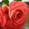 Rožė - Rosa SOMMERSONNE ®