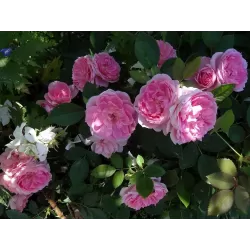 Rožė - Rosa PRAIRIE JOY®