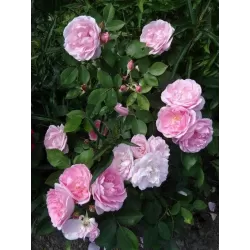 Kanadietišikos rožės