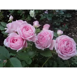 Kanadietišikos rožės