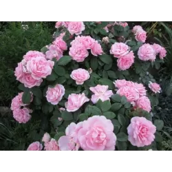 Rožė - Rosa PRAIRIE JOY®