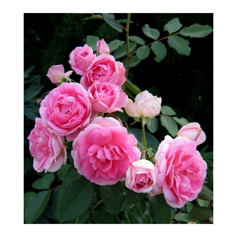 Rožė - Rosa PRAIRIE JOY®