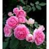 Rožė - Rosa PRAIRIE JOY®