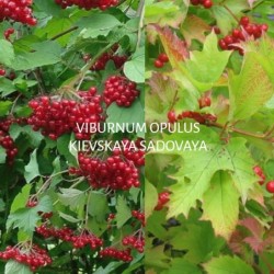 Paprastasis (sodinis, kultūrinis) putinas - Viburnum opulus KIEVSKAJA SADOVAJA