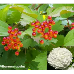 Paprastasis putinas su pristatymu į namus