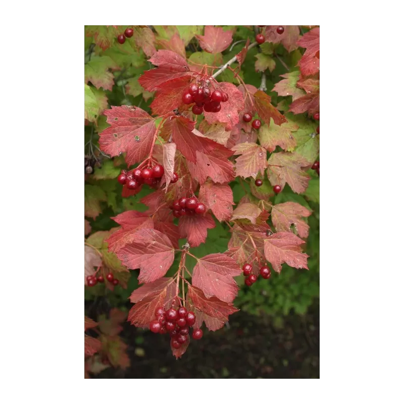 Paprastasis putinas su pristatymu į namus