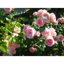 Rožė - Rosa GIARDINA