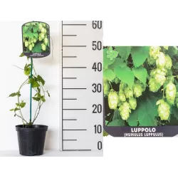 Paprastasis apynys - Humulus lupulus Hallertauer MAGNUM