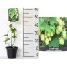 Paprastasis apynys - Humulus lupulus Hallertauer MAGNUM