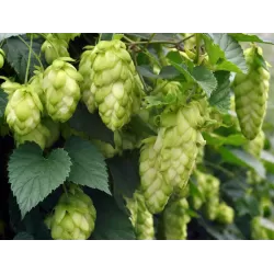 Paprastasis apynys - Humulus lupulus Hallertauer MAGNUM