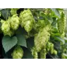 Paprastasis apynys - Humulus lupulus Hallertauer MAGNUM