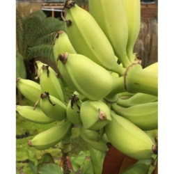 Bananmedis - Musa dajiao