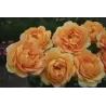 Rožė - Rosa SONNENWELT ®
